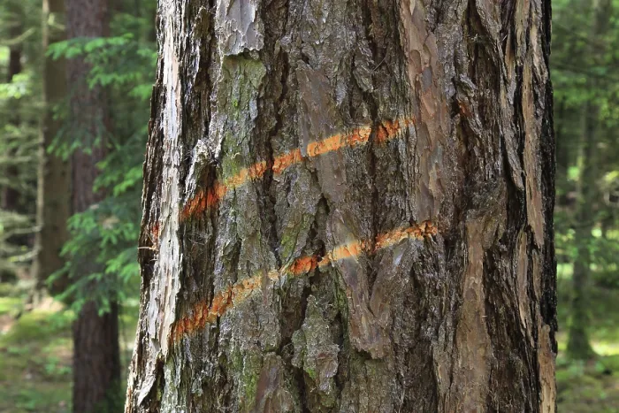 Framed Print : Logging Marking Print on Tree Trunk Framed Print : Logging Marking Print on Tree Trunk