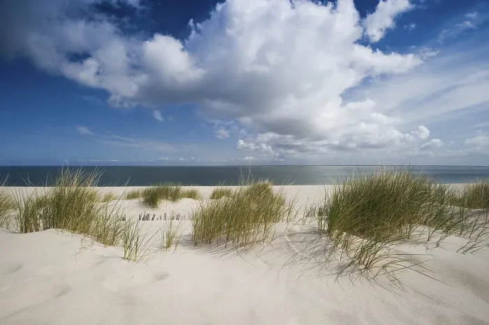 Framed Print : Marram Grass on Sylt Beach Print Framed Print : Marram Grass on Sylt Beach Print