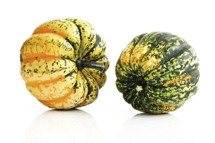 Framed Print : Marrow Marrow Print by ImageBROKER Framed Print : Marrow Marrow Print by ImageBROKER