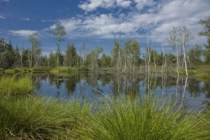 Framed Print : Wenger Moor Marsh with Cloud Reflections Print, Austria Framed Print : Wenger Moor Marsh with Cloud Reflections Print, Austria