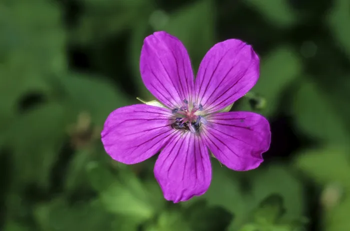 Framed Print : Marsh Crane's Bill (Geranium palustre) Print Framed Print : Marsh Crane's Bill (Geranium palustre) Print