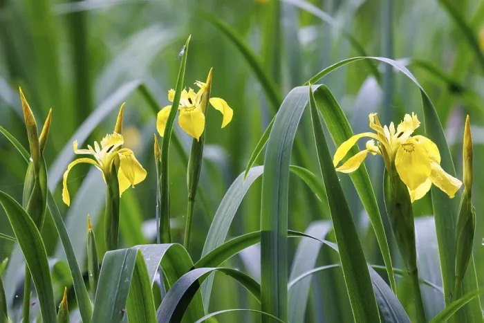 Framed Print : Marsh iris (Iris pseudacorus) Print, Germany Framed Print : Marsh iris (Iris pseudacorus) Print, Germany