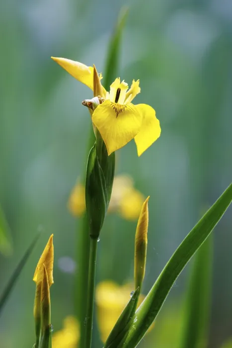 Framed Print : Marsh Iris (Iris pseudacorus) Print, Germany