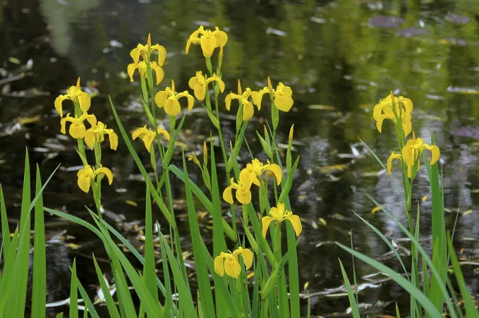 Framed Print : Marsh Iris Print by the Pond, Yellow Iris (Iris pseudacorus) Framed Print : Marsh Iris Print by the Pond, Yellow Iris (Iris pseudacorus)