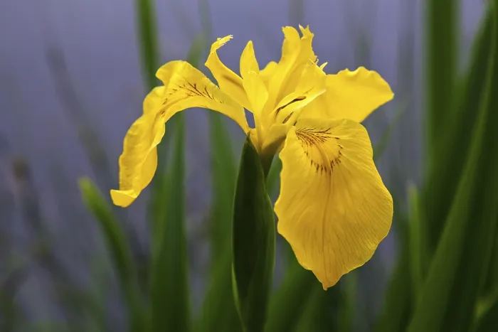 Framed Print : Marsh Iris Print, Oberstdorf, Germany Framed Print : Marsh Iris Print, Oberstdorf, Germany