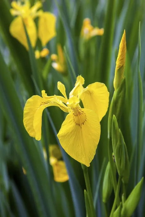 Framed Print : Marsh Iris Print, Oberstdorf, Germany Framed Print : Marsh Iris Print, Oberstdorf, Germany