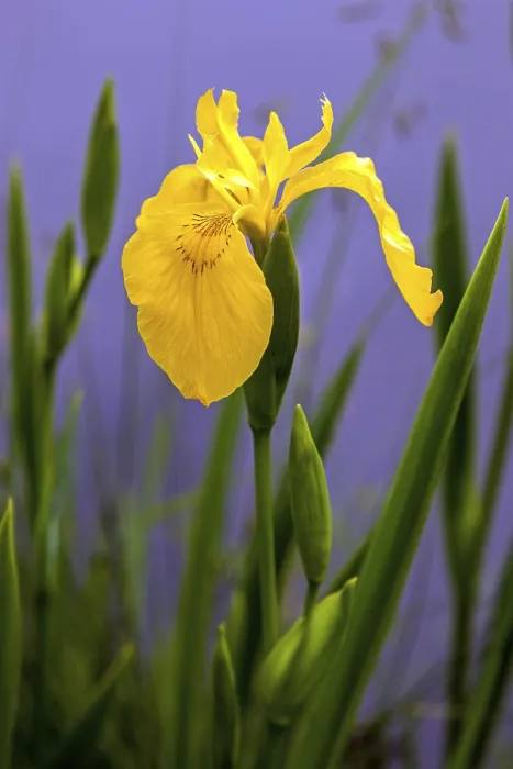 Framed Print : Marsh Iris Print, Oberstdorf, Germany