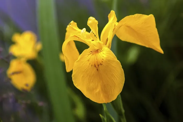 Framed Print : Marsh Iris Print, Oberstdorf, Germany Framed Print : Marsh Iris Print, Oberstdorf, Germany