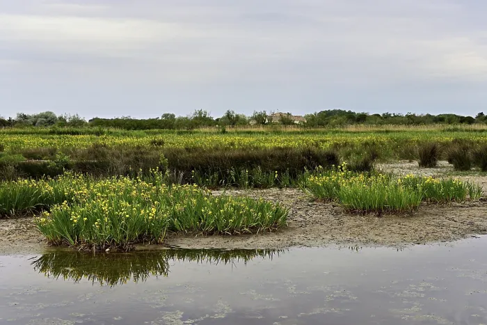 Framed Print : Yellow Irises in the Camargue Marsh, Print Framed Print : Yellow Irises in the Camargue Marsh, Print