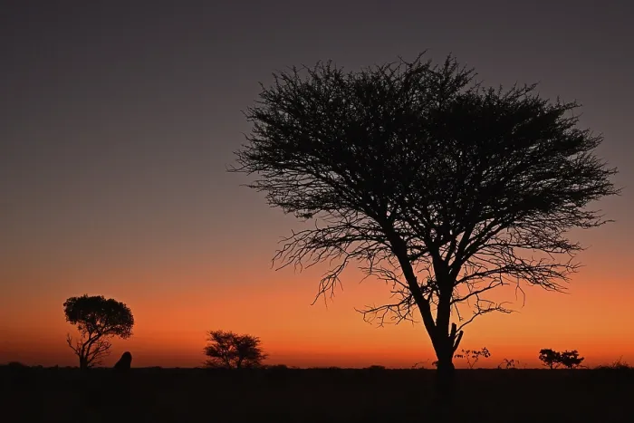 Framed Print : Marula Tree at Sunset Print, Namibia Framed Print : Marula Tree at Sunset Print, Namibia