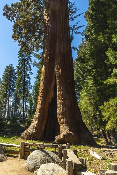 Framed Print : Massive Sequoia Tree Trunk Print, Sierra Nevada Mountains Framed Print : Massive Sequoia Tree Trunk Print, Sierra Nevada Mountains