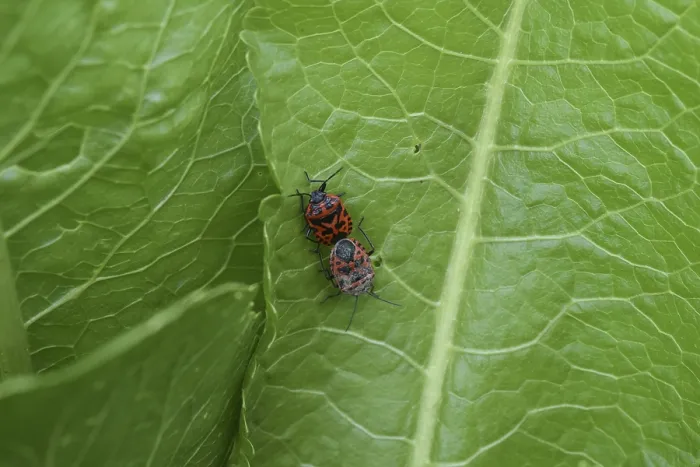 Framed Print : Mating Red Bugs Print by imageBROKER Framed Print : Mating Red Bugs Print by imageBROKER