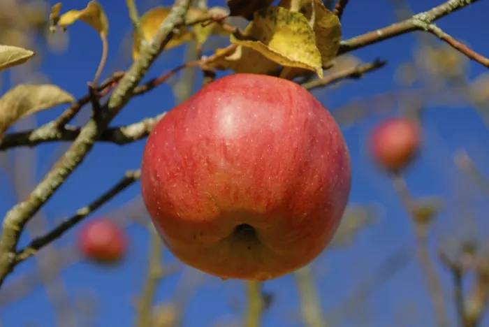 Framed Print : A Mature Apple on an Apple Tree Print Framed Print : A Mature Apple on an Apple Tree Print