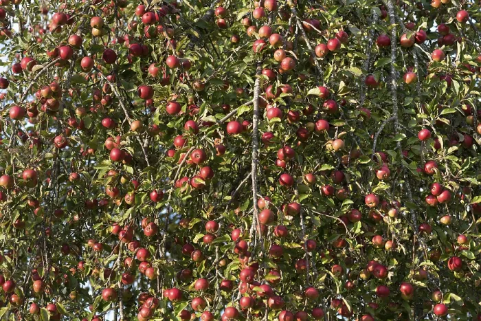 Framed Print : Maturity Apples Print, Bavaria, Germany Framed Print : Maturity Apples Print, Bavaria, Germany