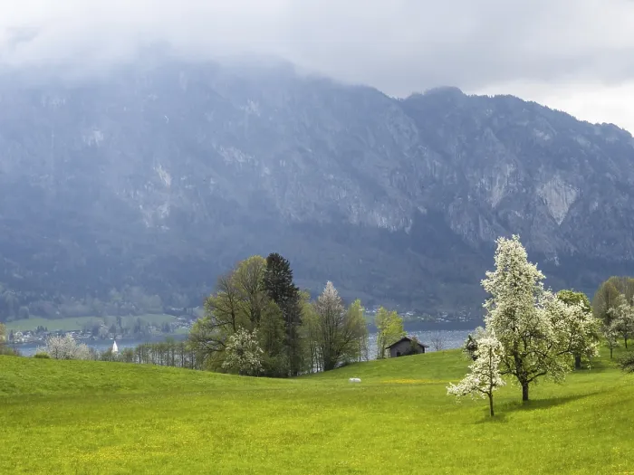 Framed Print : Meadow with Blossoming Fruit Trees Print, Salzkammergut, Austria Framed Print : Meadow with Blossoming Fruit Trees Print, Salzkammergut, Austria