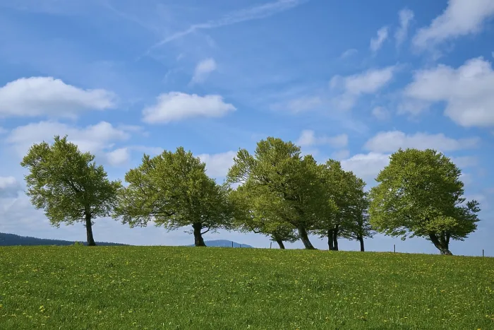Framed Print : Print of Meadow with Copper Beeches in Spring, Germany Framed Print : Print of Meadow with Copper Beeches in Spring, Germany