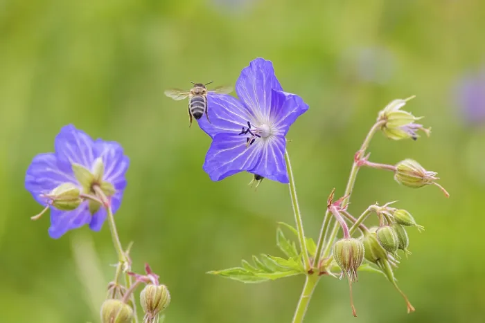 Framed Print : Meadow Cranesbill Print, Eninger Weide, Germany Framed Print : Meadow Cranesbill Print, Eninger Weide, Germany