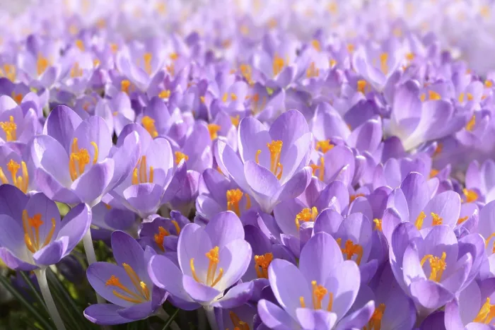 Framed Print : Meadow with Crocuses Print Framed Print : Meadow with Crocuses Print