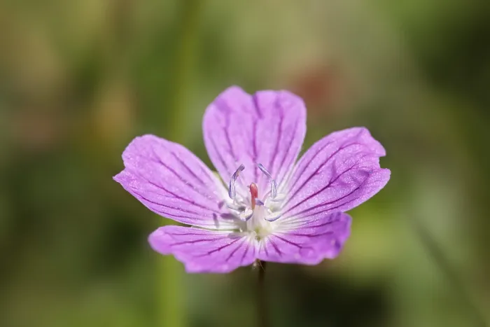 Framed Print : Meadow Geranium Print from Germany Framed Print : Meadow Geranium Print from Germany