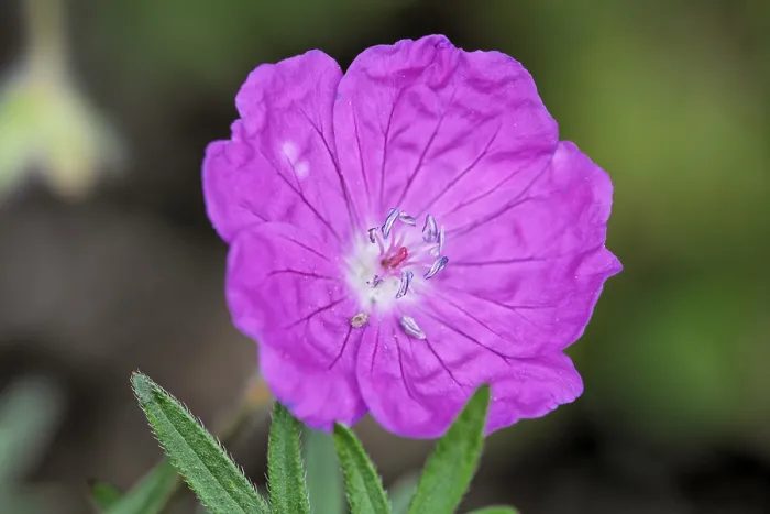 Framed Print : Meadow Geranium Print, Germany Framed Print : Meadow Geranium Print, Germany