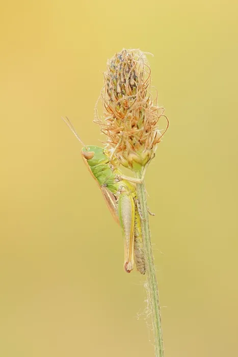 Framed Print : Meadow Grasshopper Print (Chorthippus parallelus) Framed Print : Meadow Grasshopper Print (Chorthippus parallelus)