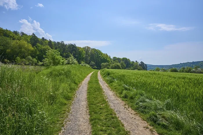 Framed Print : Elsenfeld Meadow Path Print, Spessart, Bavaria