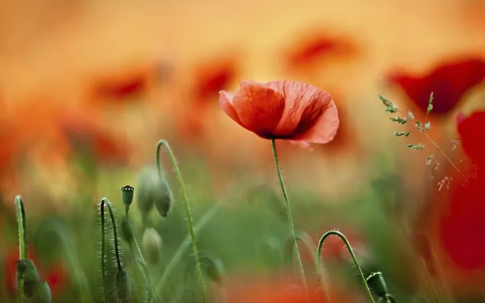 Framed Print : Meadow with red poppies in spring Print Framed Print : Meadow with red poppies in spring Print