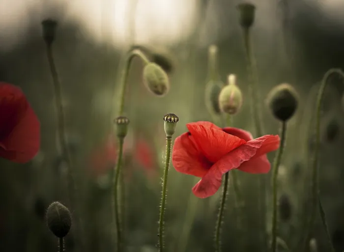 Framed Print : Meadow with Red Poppies Print in Spring Framed Print : Meadow with Red Poppies Print in Spring