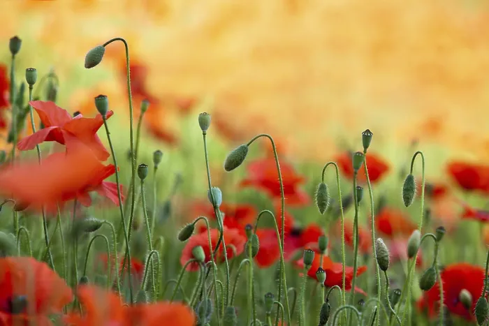 Framed Print : Meadow with red poppies in spring Print Framed Print : Meadow with red poppies in spring Print