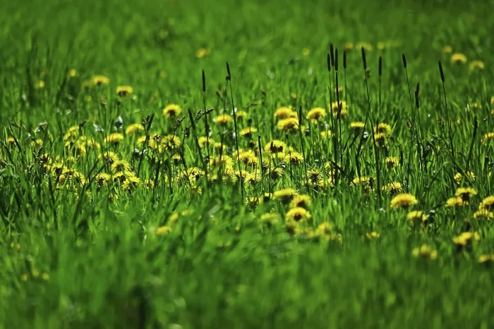 Framed Print : Meadow in Spring Print, Dandelions, Germany Framed Print : Meadow in Spring Print, Dandelions, Germany