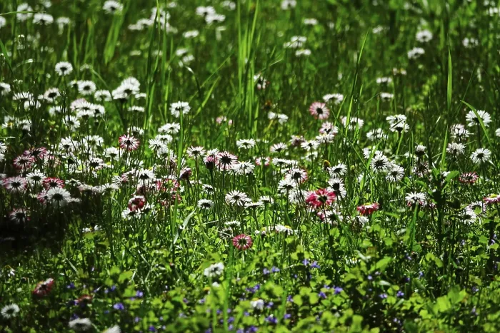 Framed Print : Meadow in Spring Print, Germany Framed Print : Meadow in Spring Print, Germany