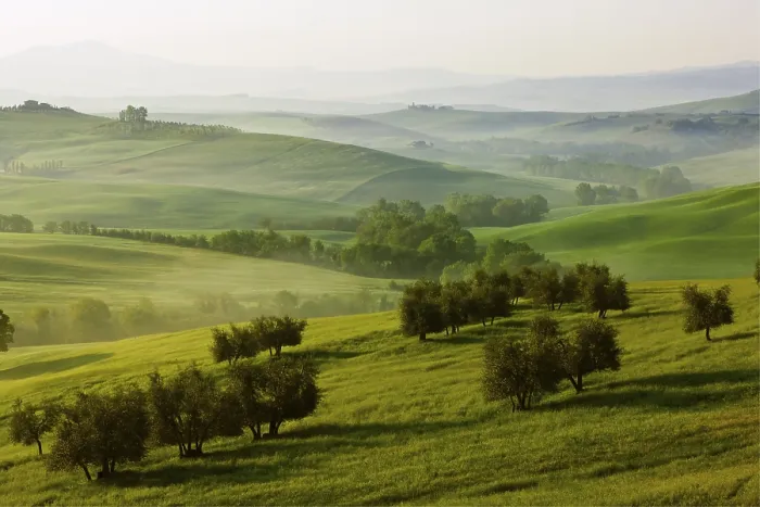 Framed Print : Meadows, Fields and Olive Trees Print Framed Print : Meadows, Fields and Olive Trees Print