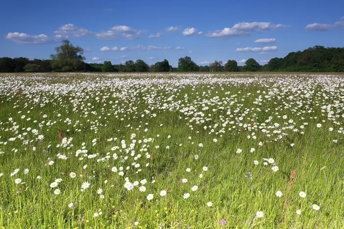 Framed Print : Print of a German Spring Meadow with Wildflowers Framed Print : Print of a German Spring Meadow with Wildflowers
