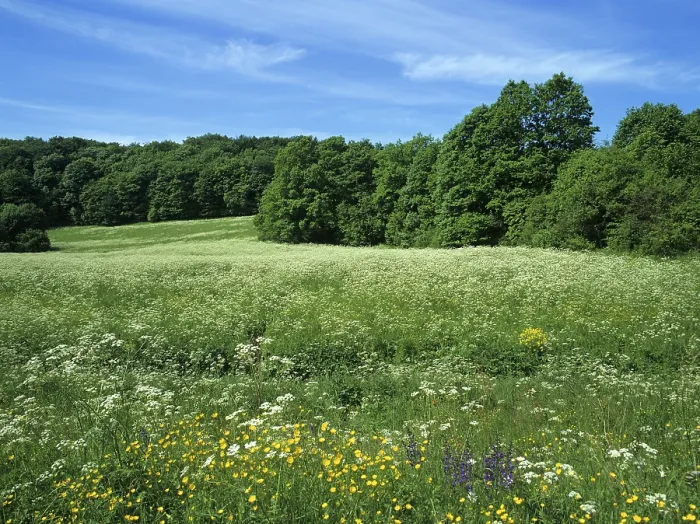 Framed Print : Meadows in Summer, Thuringia Germany Print Framed Print : Meadows in Summer, Thuringia Germany Print