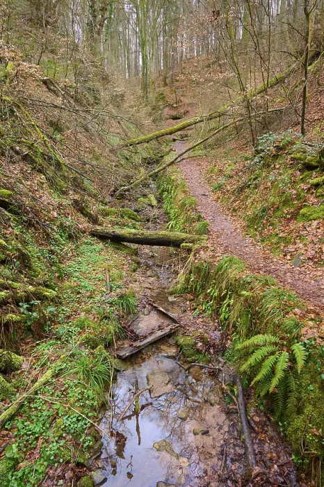 Framed Print : Seltenbach Gorge Stream Print, Bavaria, Germany Framed Print : Seltenbach Gorge Stream Print, Bavaria, Germany