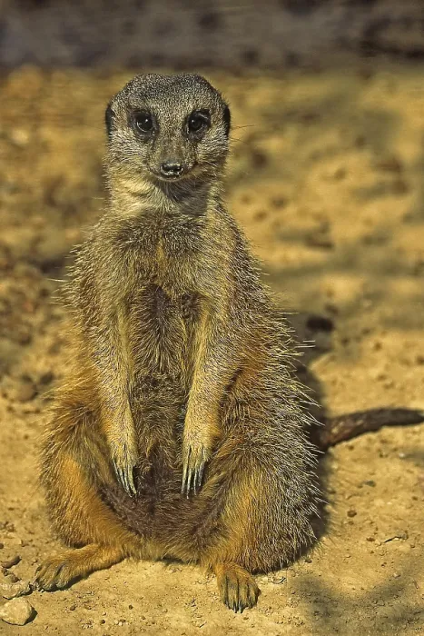 Framed Print : Meerkat Print - A Wildlife Scene