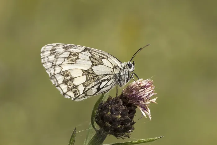 Framed Print : Marbled White Butterfly Print from Germany Framed Print : Marbled White Butterfly Print from Germany