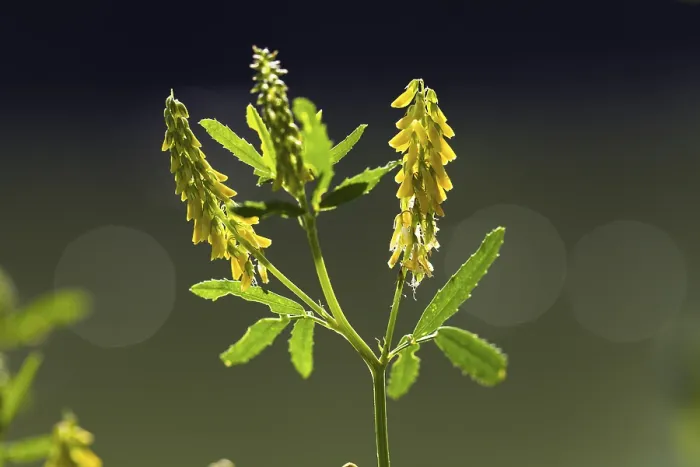 Framed Print : Melilot (Melilotus officinalis) Print, Upper Bavaria, Germany Framed Print : Melilot (Melilotus officinalis) Print, Upper Bavaria, Germany