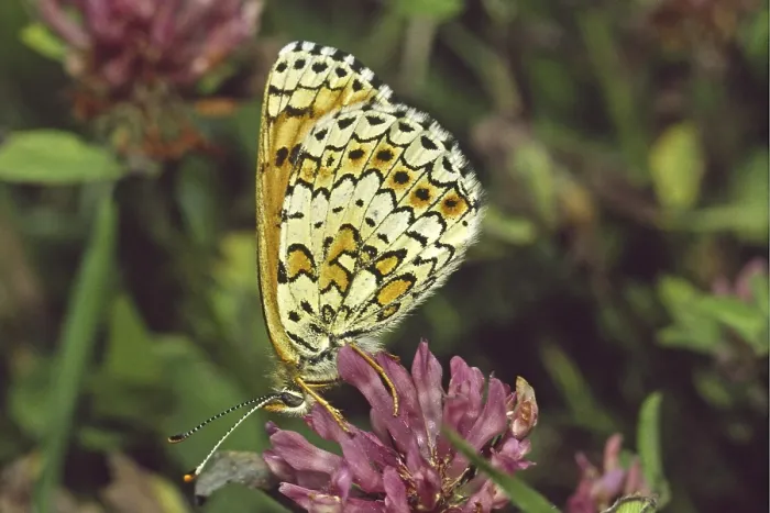 Framed Print : Melitaea cinxia, Common Tick Moth on Clover Print Framed Print : Melitaea cinxia, Common Tick Moth on Clover Print