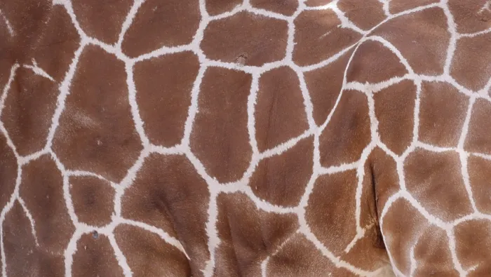Framed Print : Mesh Pattern of Giraffe Fur Print, Germany Framed Print : Mesh Pattern of Giraffe Fur Print, Germany