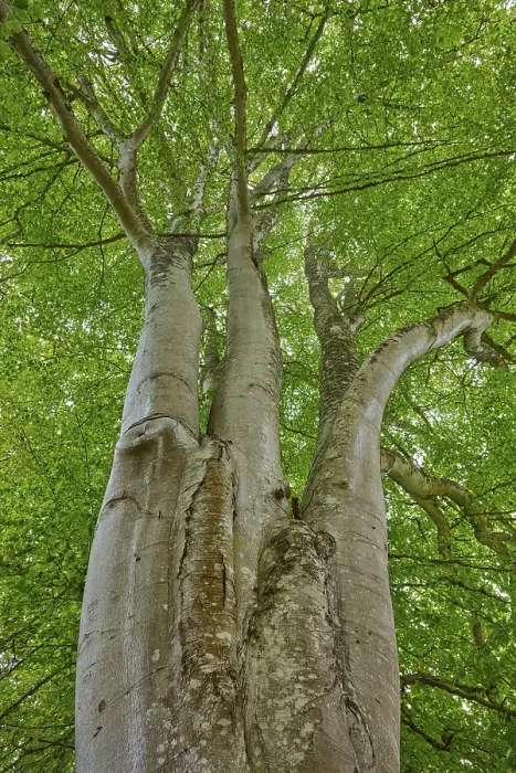Framed Print : Mighty Copper Beech Tree Print, Scotland Framed Print : Mighty Copper Beech Tree Print, Scotland