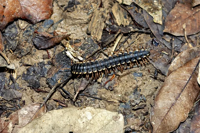 Framed Print : A Millipede on the Forest Floor Print