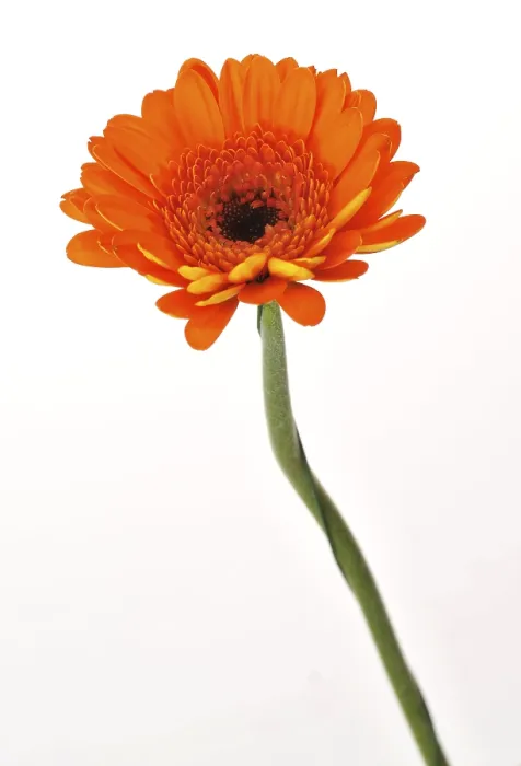 Framed Print : Mini Gerbera Print