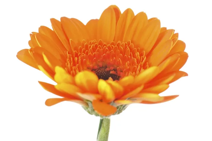 Framed Print : Mini Gerbera Print Framed Print : Mini Gerbera Print