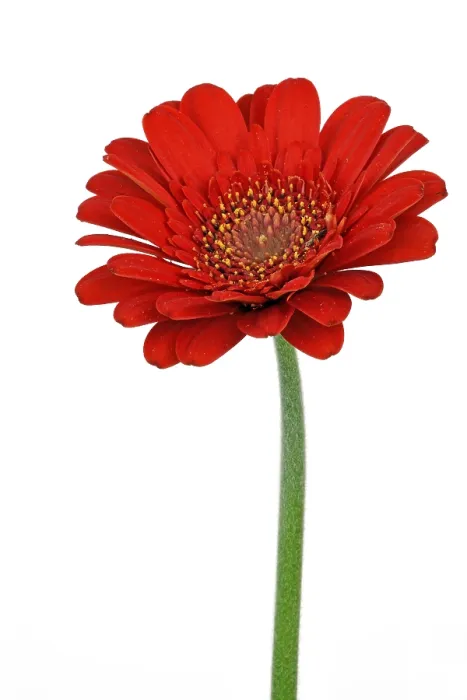 Framed Print : Miniature Gerbera Print Framed Print : Miniature Gerbera Print