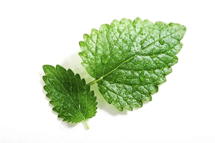 Framed Print : Two Mint Leaves Print Framed Print : Two Mint Leaves Print