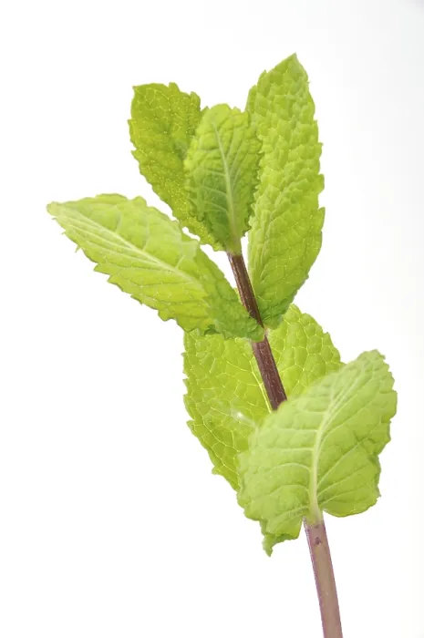 Framed Print : Mint Leaves Print from imageBROKER Framed Print : Mint Leaves Print from imageBROKER