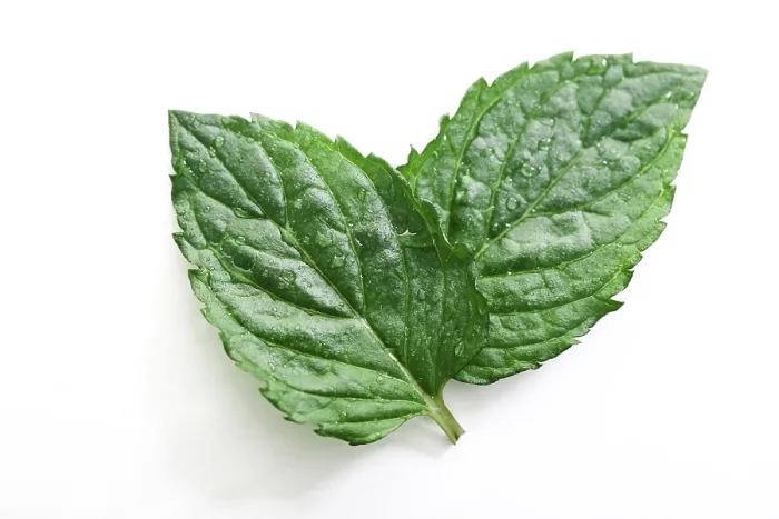 Framed Print : Two Mint Leaves Print Framed Print : Two Mint Leaves Print