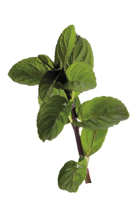 Framed Print : Mint Plant Print - Mentha