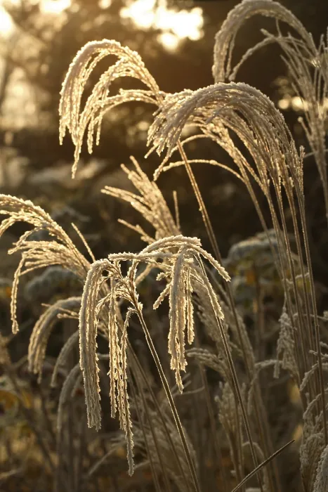 Framed Print : Miscanthus sinensis Print - Ornamental Grass Framed Print : Miscanthus sinensis Print - Ornamental Grass